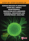 Step-by-Step Guides of Human Induced Pluripotent Stem Cell (HIPSC) Maintenance, Derivation into Unguided Cerebral Organoids and Downstream Analyses - text